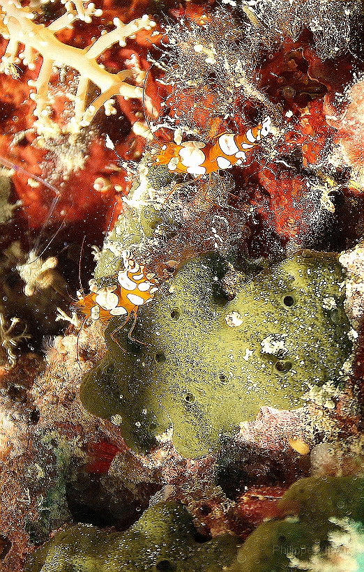 Sipadan_2015_Crevette de Thor_Thor amboinensis_IMG_3098_rc.jpg